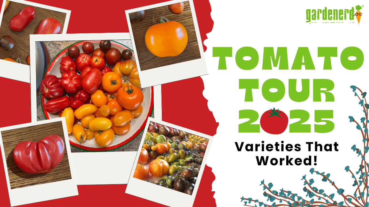 Read more about the article YouTube: Tomato Tour 2025 – Varieties That Worked