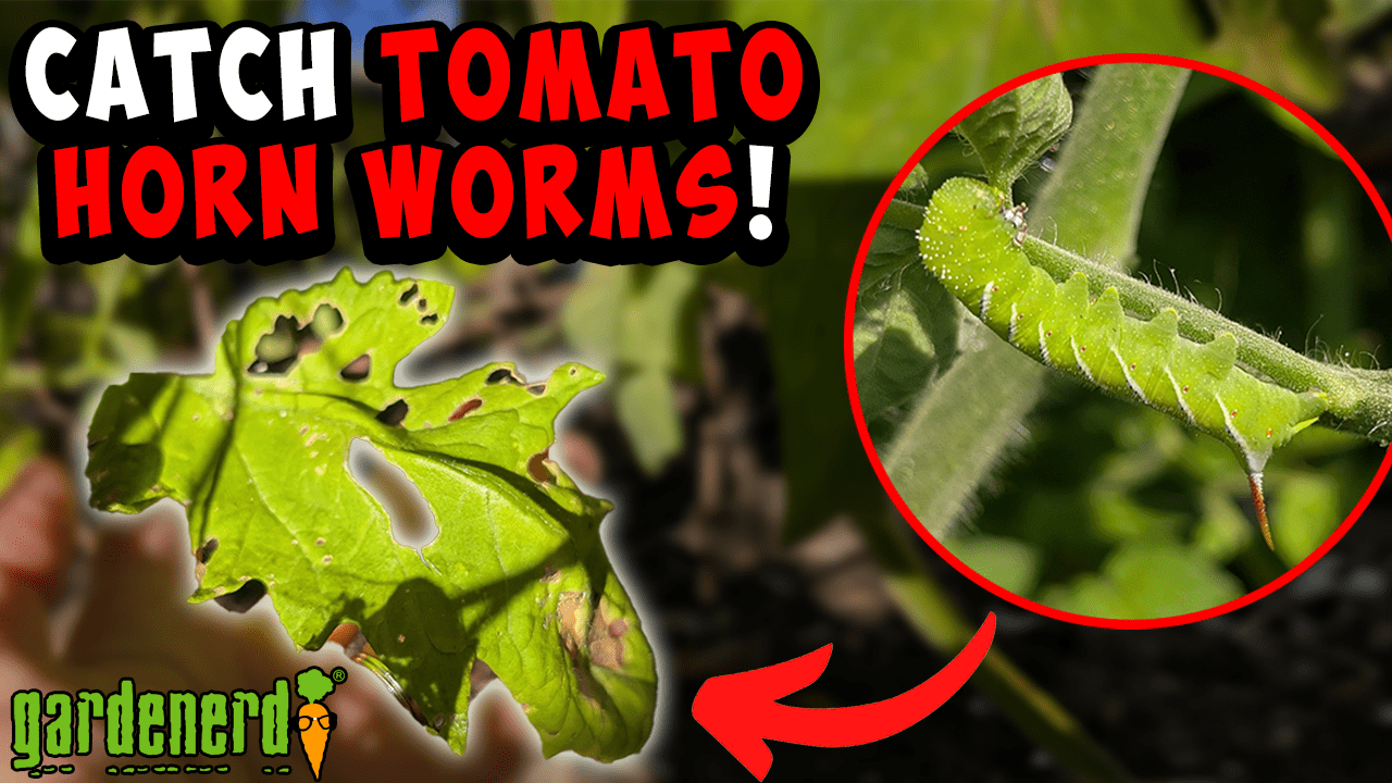 You are currently viewing YouTube: Catch Tomato Hornworms in the Act
