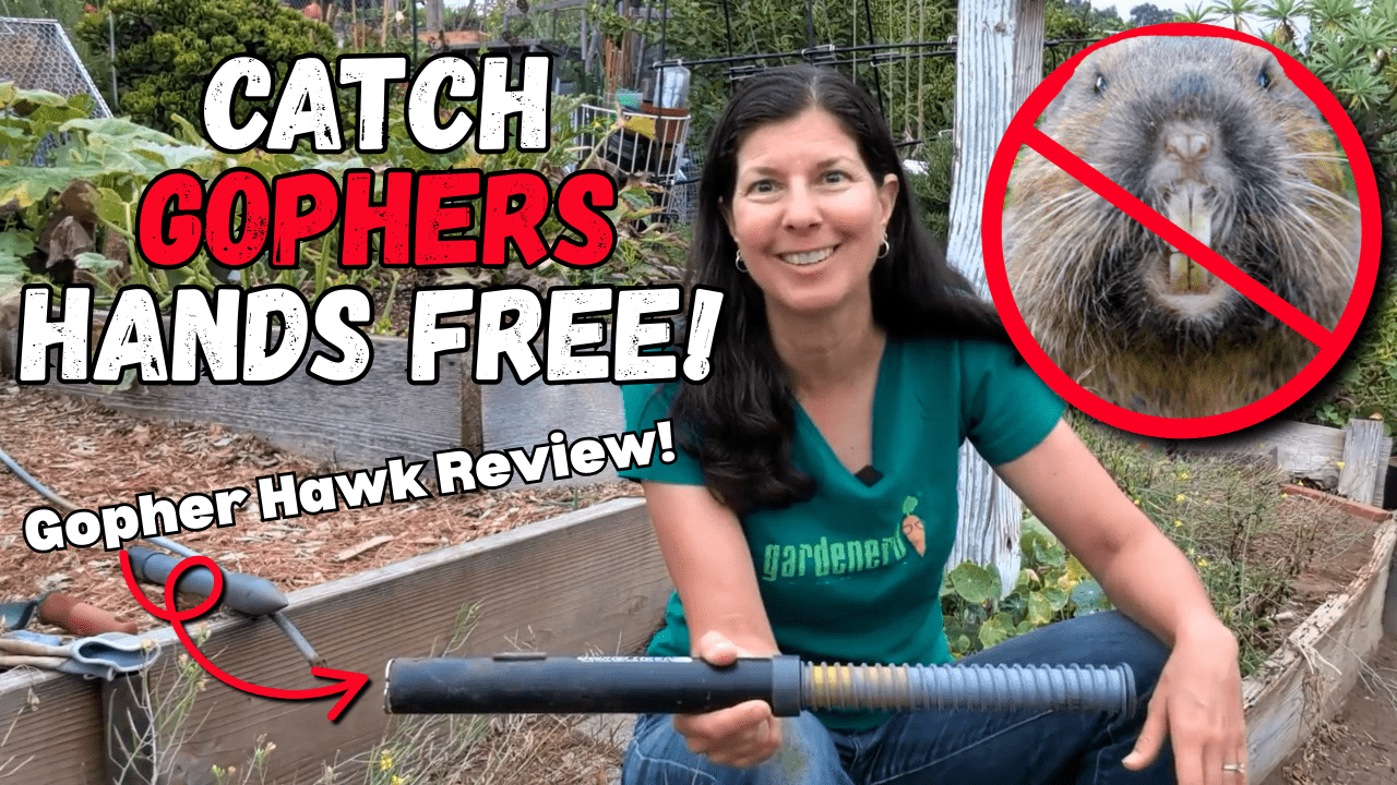 Read more about the article YouTube – Catch Gophers Hands-Free – Gopher Hawk Review