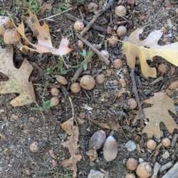 Field Trip: Oak Glen – An Apple Orchard Town