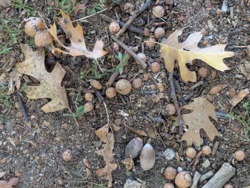 Read more about the article Field Trip: Oak Glen – An Apple Orchard Town