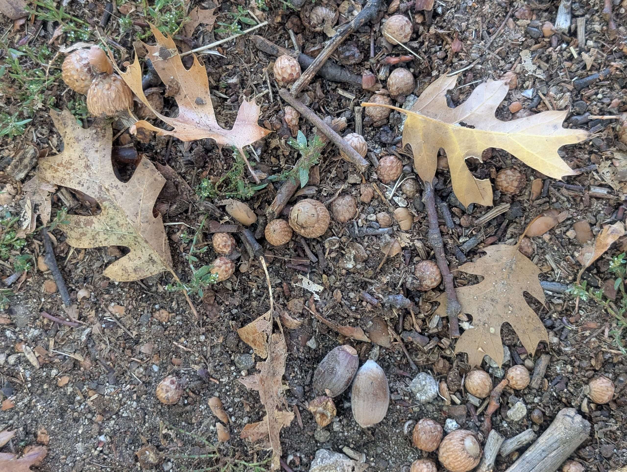 Read more about the article Field Trip: Oak Glen – An Apple Orchard Town