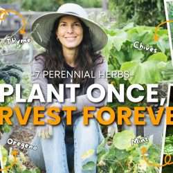 YouTube: 7 Perennial Herbs You Can Plant Once and Harvest Forever