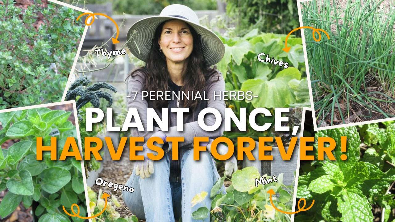 Read more about the article YouTube: 7 Perennial Herbs You Can Plant Once and Harvest Forever