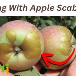 YouTube: Dealing with Apple Scab on Fruit Trees
