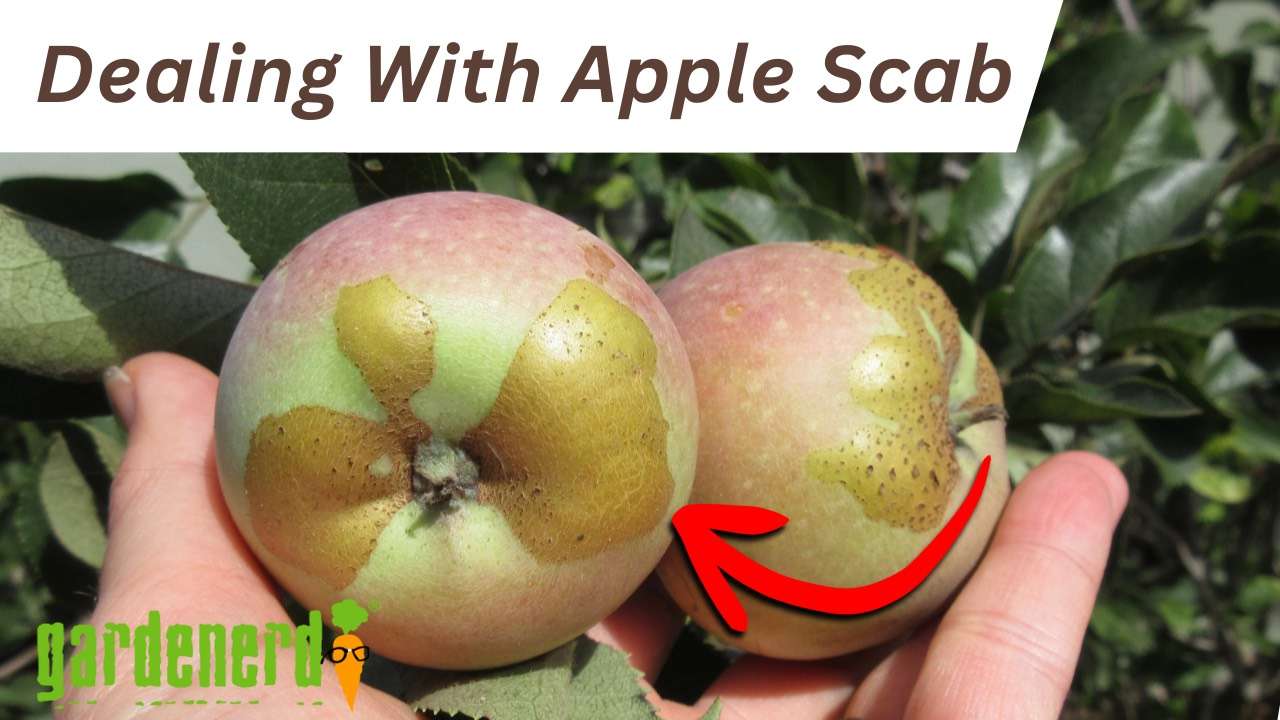 Read more about the article YouTube: Dealing with Apple Scab on Fruit Trees
