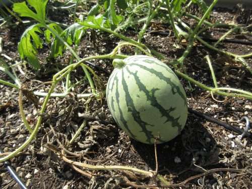 Read more about the article Wordless Wednesday: Closing Out The Garden