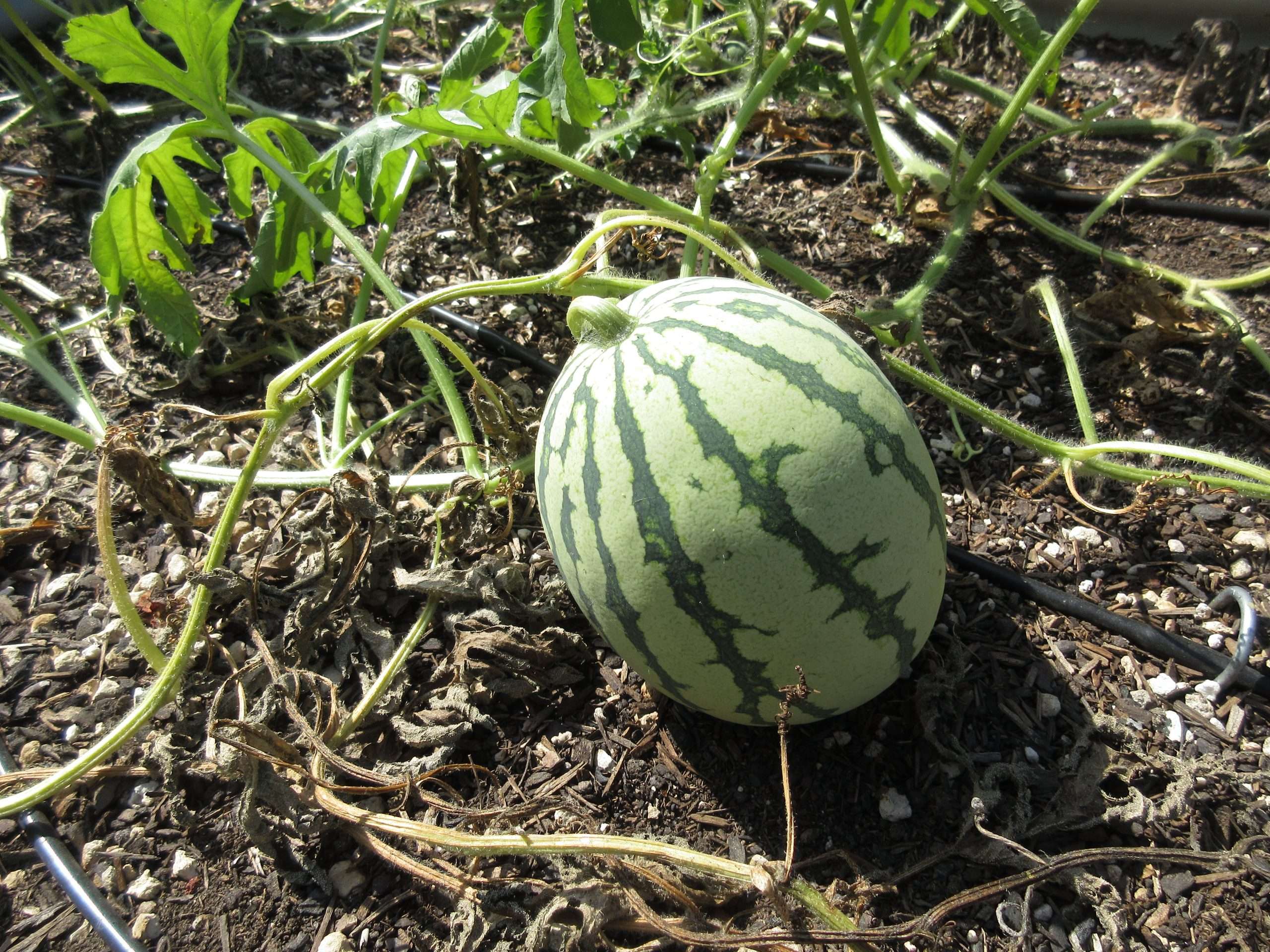 Read more about the article Wordless Wednesday: Closing Out The Garden