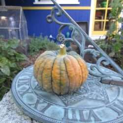 Wordless Wednesday: New Life in Fall