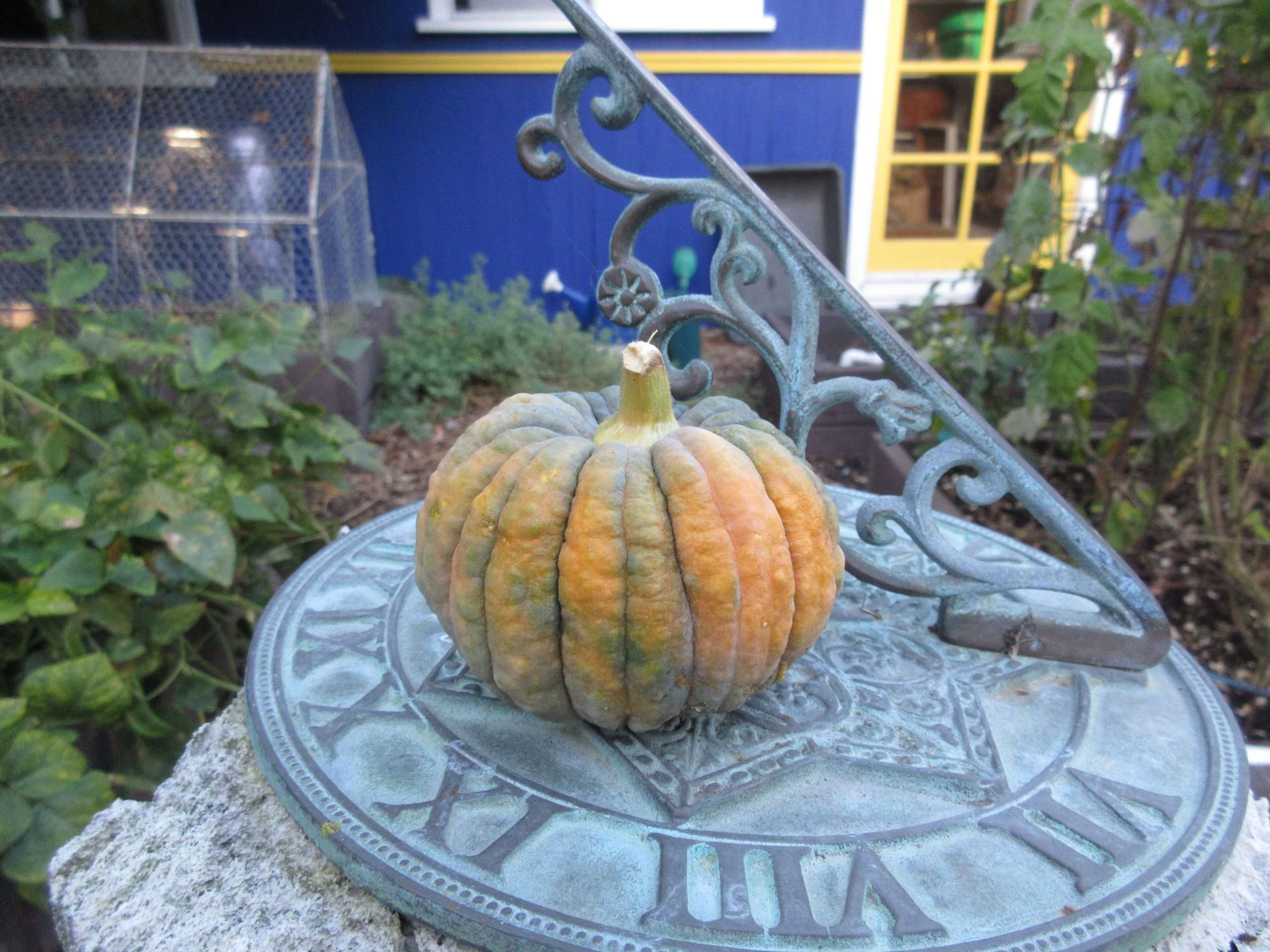 Read more about the article Wordless Wednesday: New Life in Fall