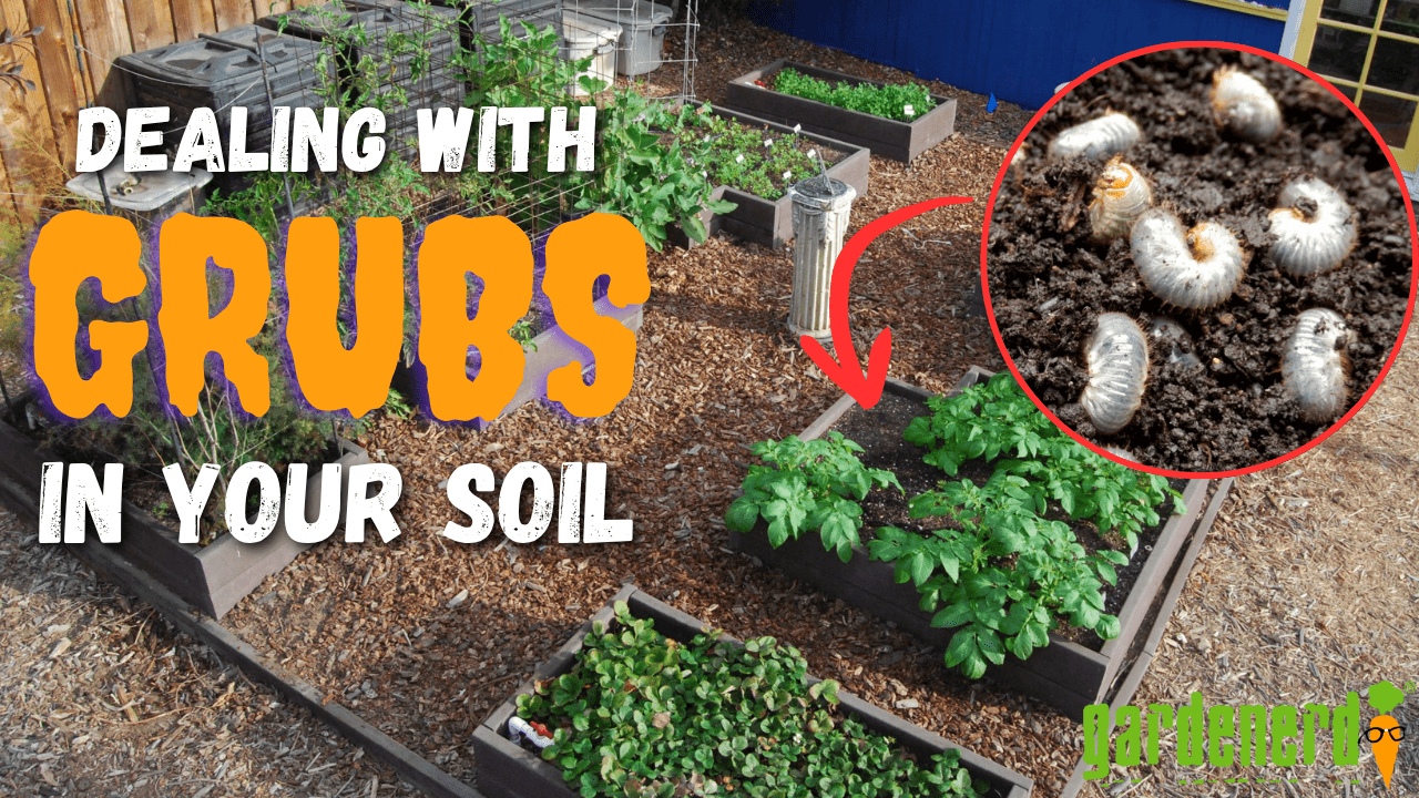You are currently viewing YouTube: Got Grubs in Your Soil?