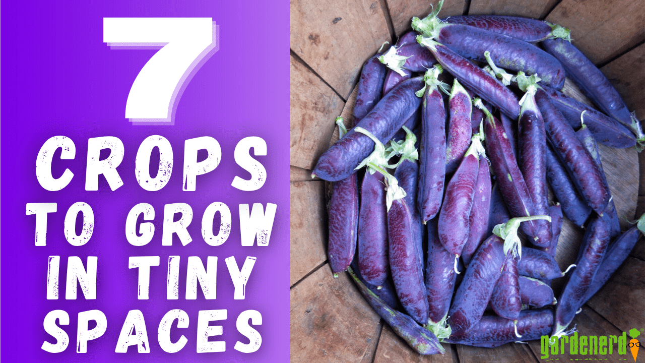 You are currently viewing YouTube: 7 Crops to Plant in Tiny Spaces