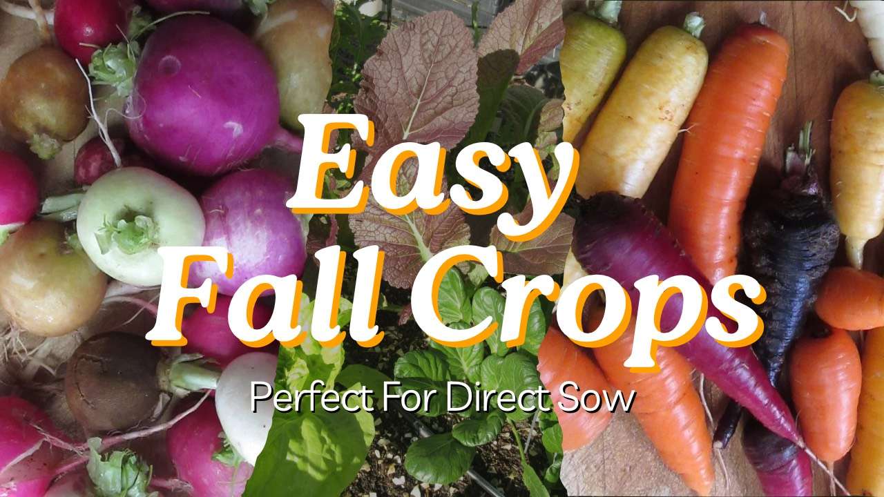 You are currently viewing YouTube: Easy Crops to Direct Sow This Fall