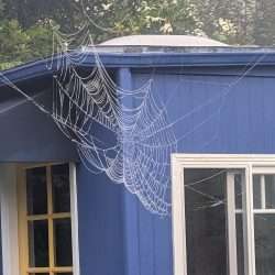 Wordless Wednesday: After the Rain