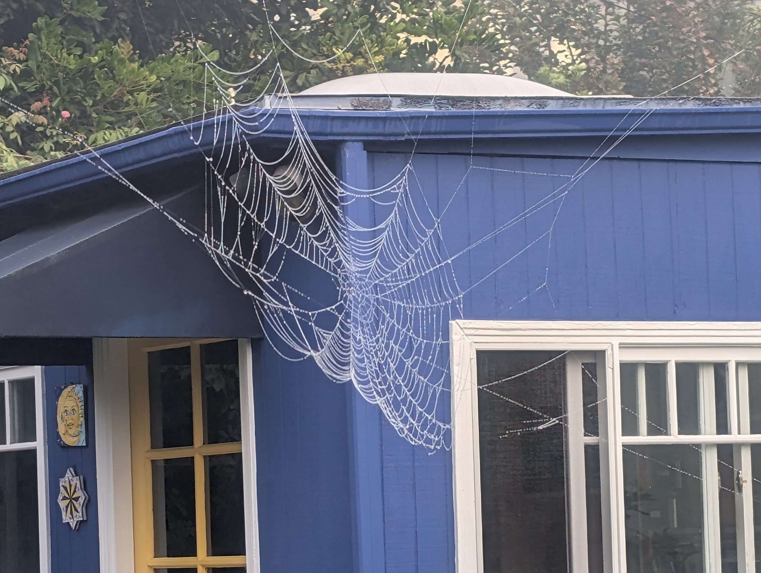 Read more about the article Wordless Wednesday: After the Rain