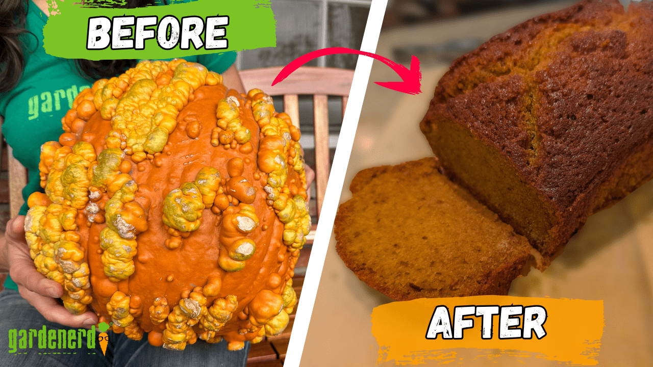 Read more about the article YouTube: Make The Best Pumpkin Bread from Your Own Pumpkins