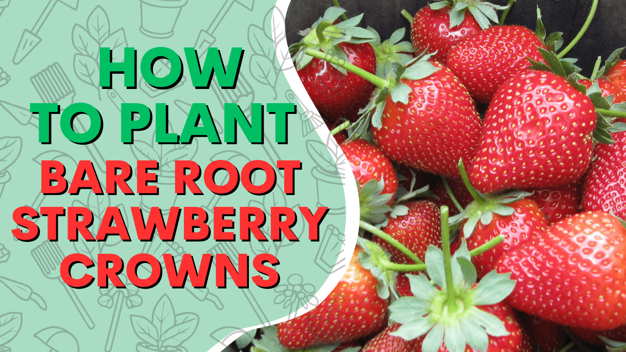 You are currently viewing YouTube: How to Plant Bare Root Strawberry Crowns