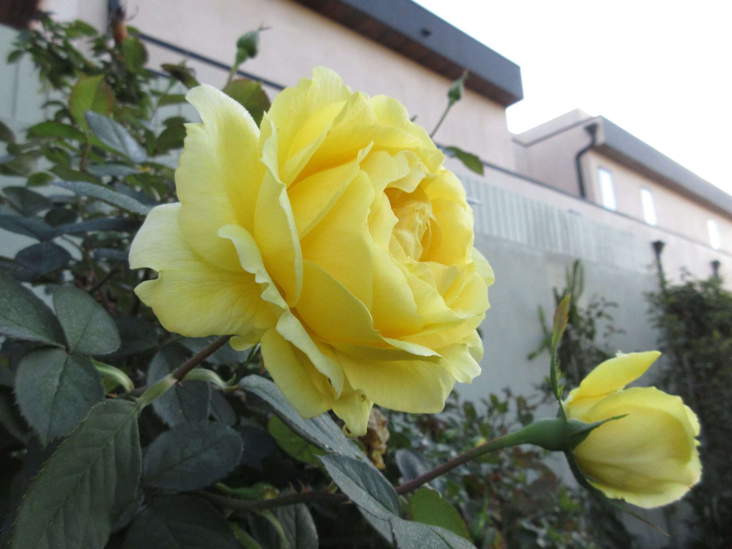 You are currently viewing Wordless Wednesday: Winter is Coming