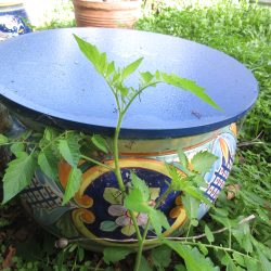 Wordless Wednesday: Christmas Eve