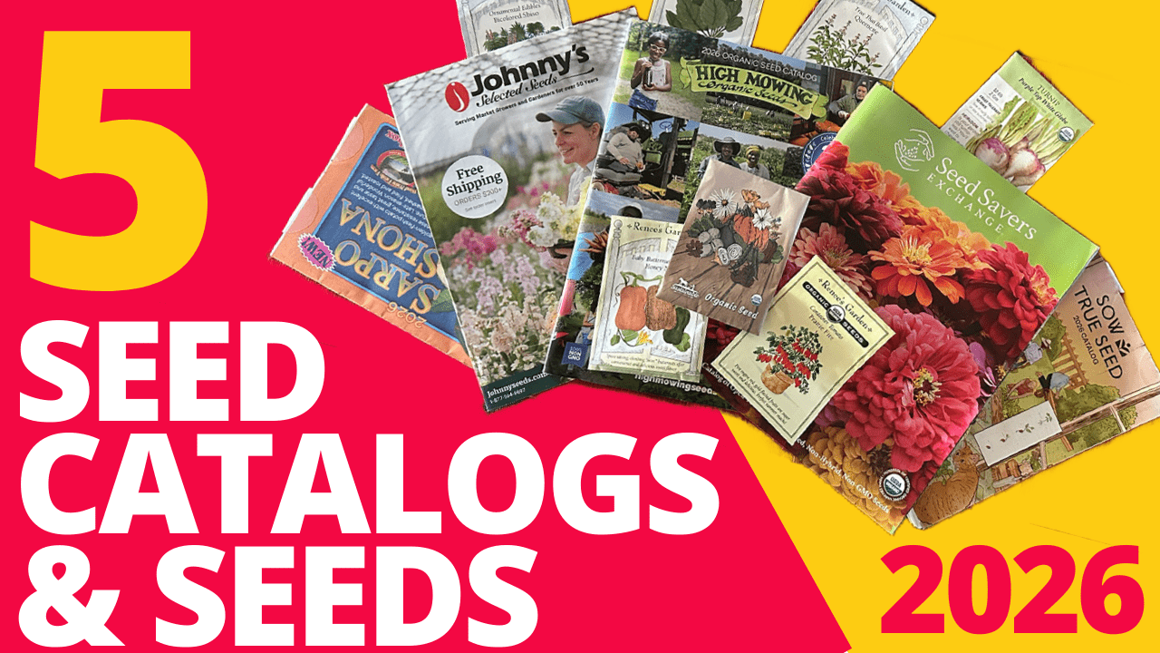 Read more about the article 5 Seeds (and Seed Catalogs) to Try in 2026