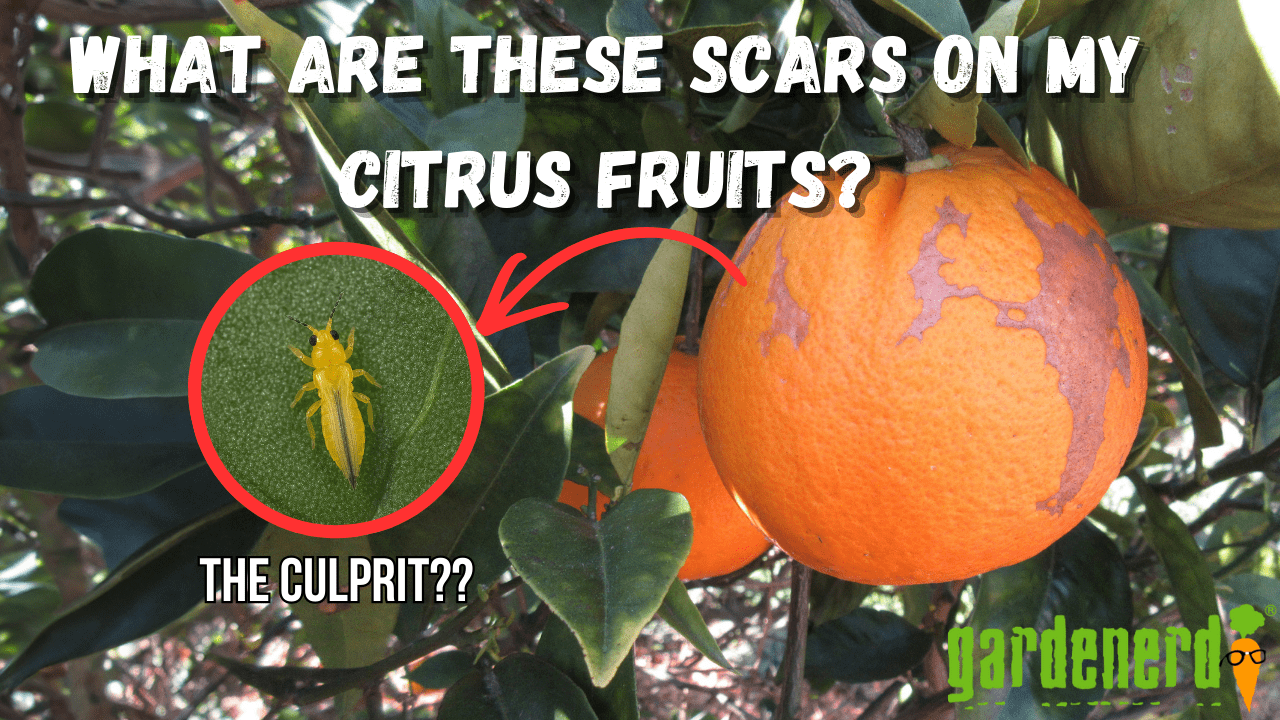 You are currently viewing YouTube: Scars on My Citrus Fruits? What Causes Them?