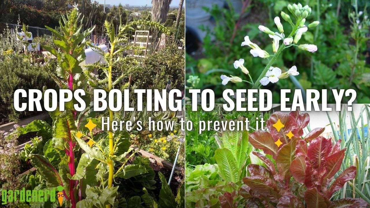 You are currently viewing YouTube: Why Crops Bolt to Seed Early