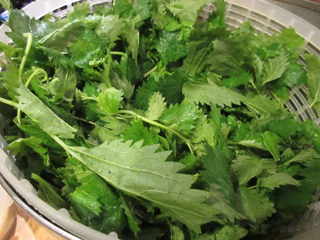stinging nettles in a salad spinner.