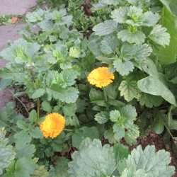 Wordless Wednesday: Garden Love – Valentine’s Edition