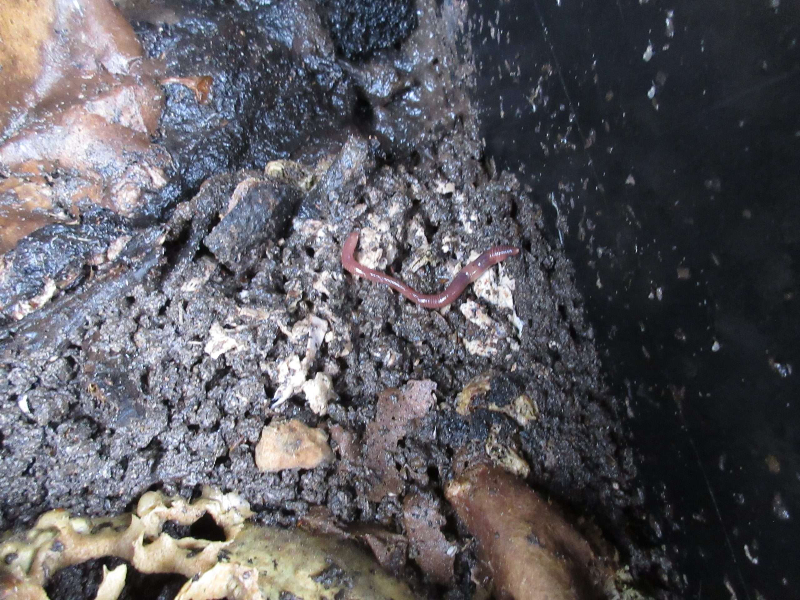 Read more about the article Review: Hungry Worms Red Wigglers