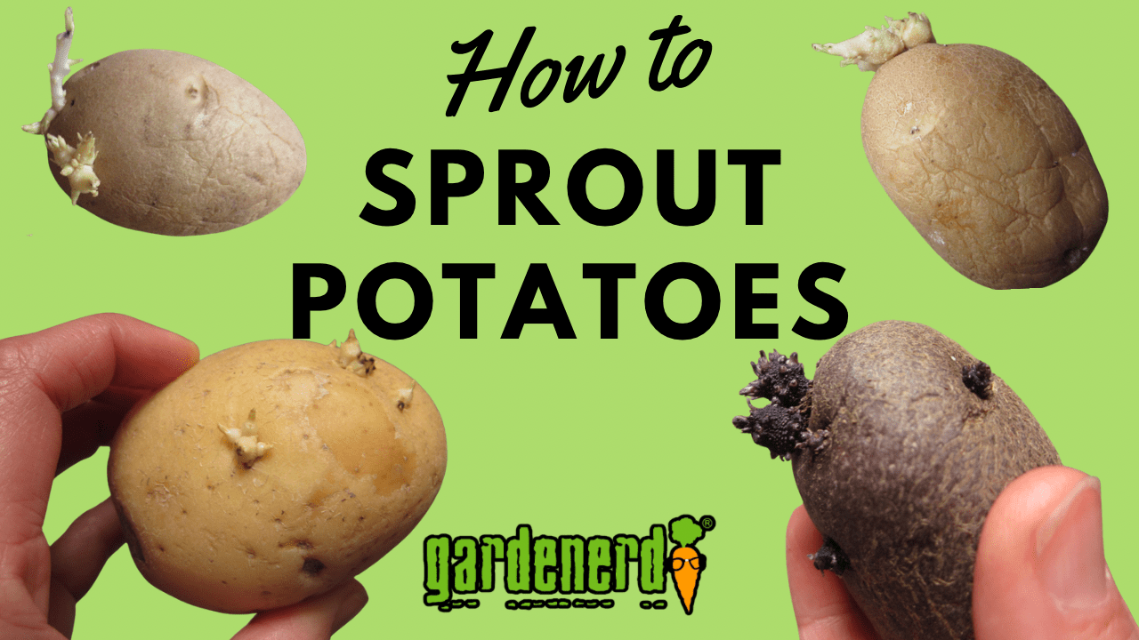 Read more about the article YouTube: How to Sprout Seed Potatoes