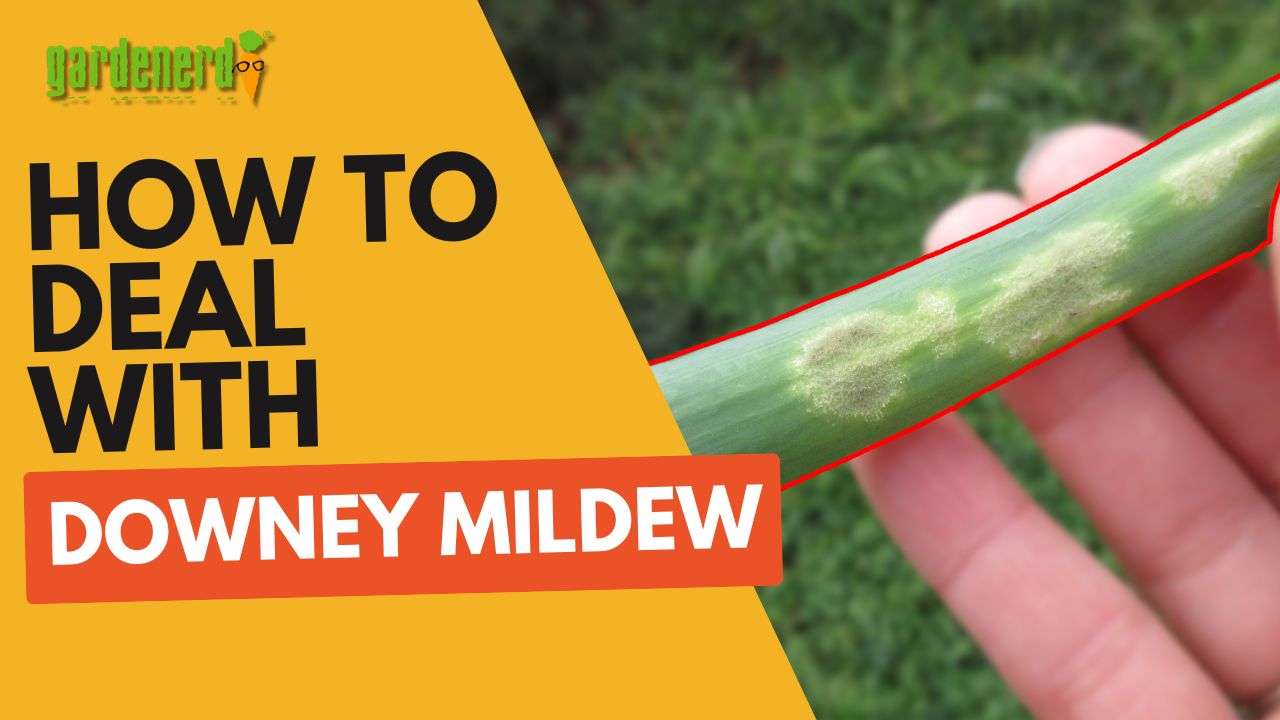 Read more about the article YouTube: How to Deal with Downy Mildew