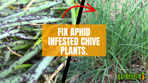 Read more about the article YouTube: 3 Steps to Aphid-Free Chive Plants