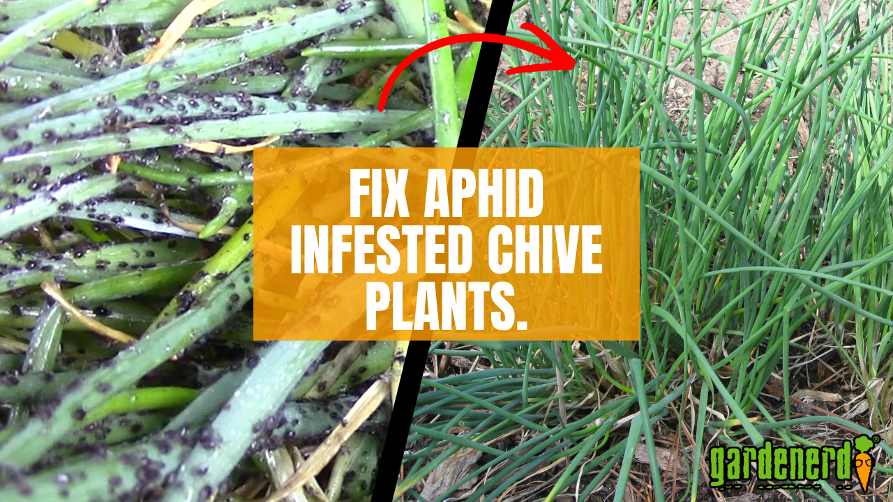 Read more about the article YouTube: 3 Steps to Aphid-Free Chive Plants