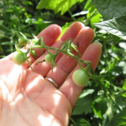 Wordless Wednesday: April Garden Fools