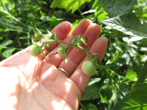 Read more about the article Wordless Wednesday: April Garden Fools
