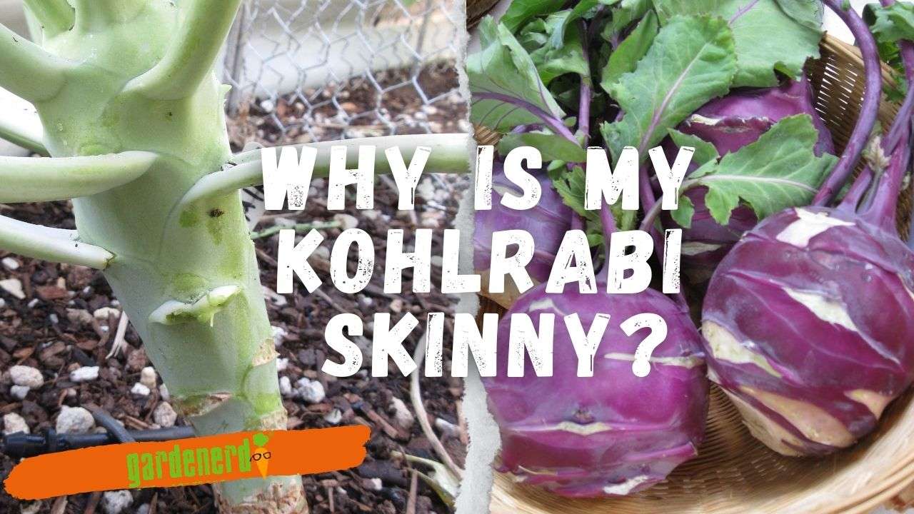 You are currently viewing YouTube: Why is My Kohlrabi Skinny?