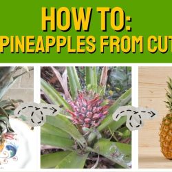 YouTube: Grow Pineapple from Store-Bought Fruits