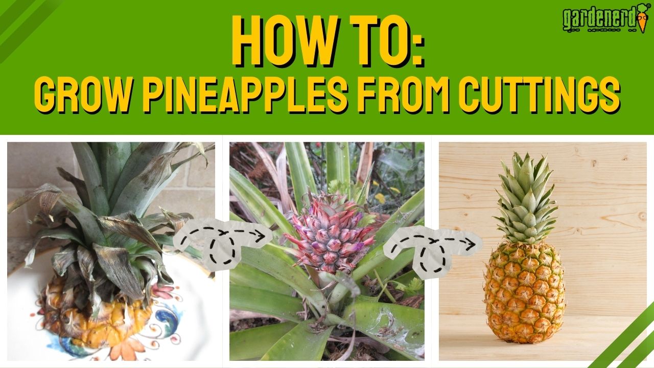 Read more about the article YouTube: Grow Pineapple from Store-Bought Fruits