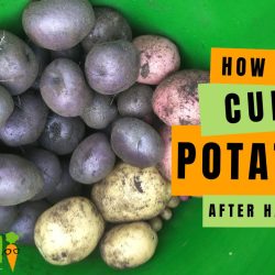 YouTube: How to Cure Potatoes for Storage