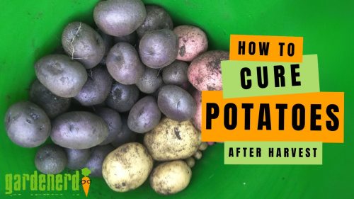 Read more about the article YouTube: How to Cure Potatoes for Storage