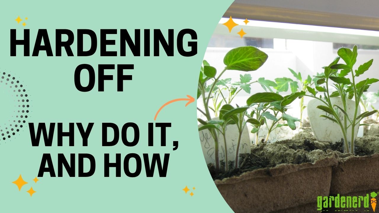 Read more about the article YouTube: Why Harden Off Your Plants?