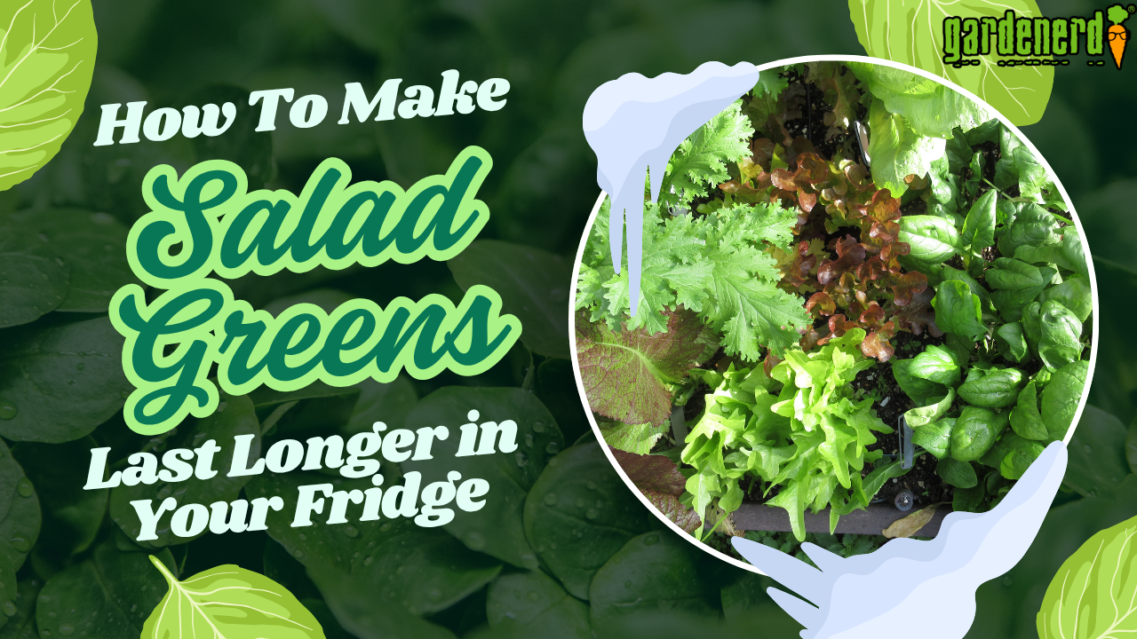 Read more about the article YouTube: Make Your Greens Last Longer After Harvest