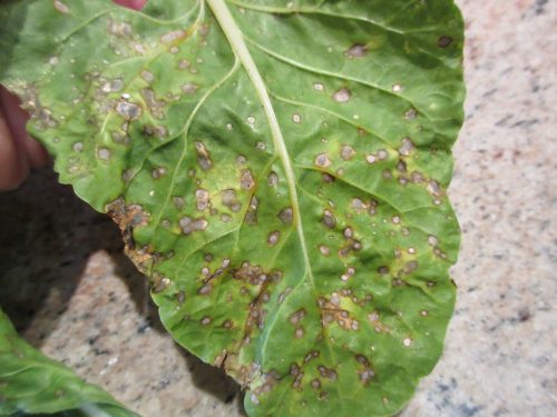 Read more about the article YouTube: How to Beat Beet Disease