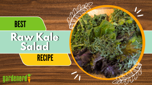 Read more about the article YouTube: Esalen’s Raw Kale Salad Recipe – Step By Step