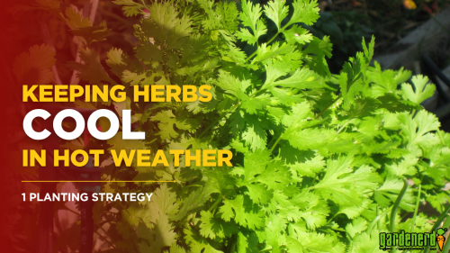 Read more about the article YouTube: Tired of Herbs Bolting to Seed Early? Try This!