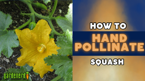 Read more about the article YouTube: How to Hand-Pollinate Squash