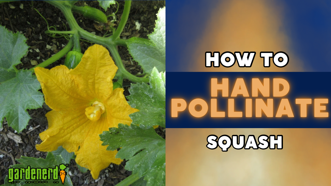 Read more about the article YouTube: How to Hand-Pollinate Squash