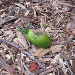 Wordless Wednesday: Summer Solstice