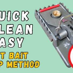 YouTube: Bait Your Rat Traps with No Mess