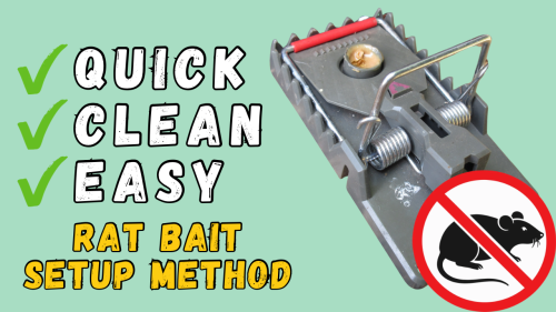 Read more about the article YouTube: Bait Your Rat Traps with No Mess